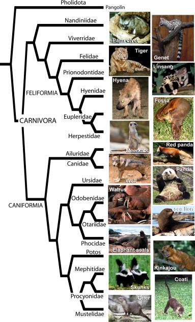 PhyloCarnivora