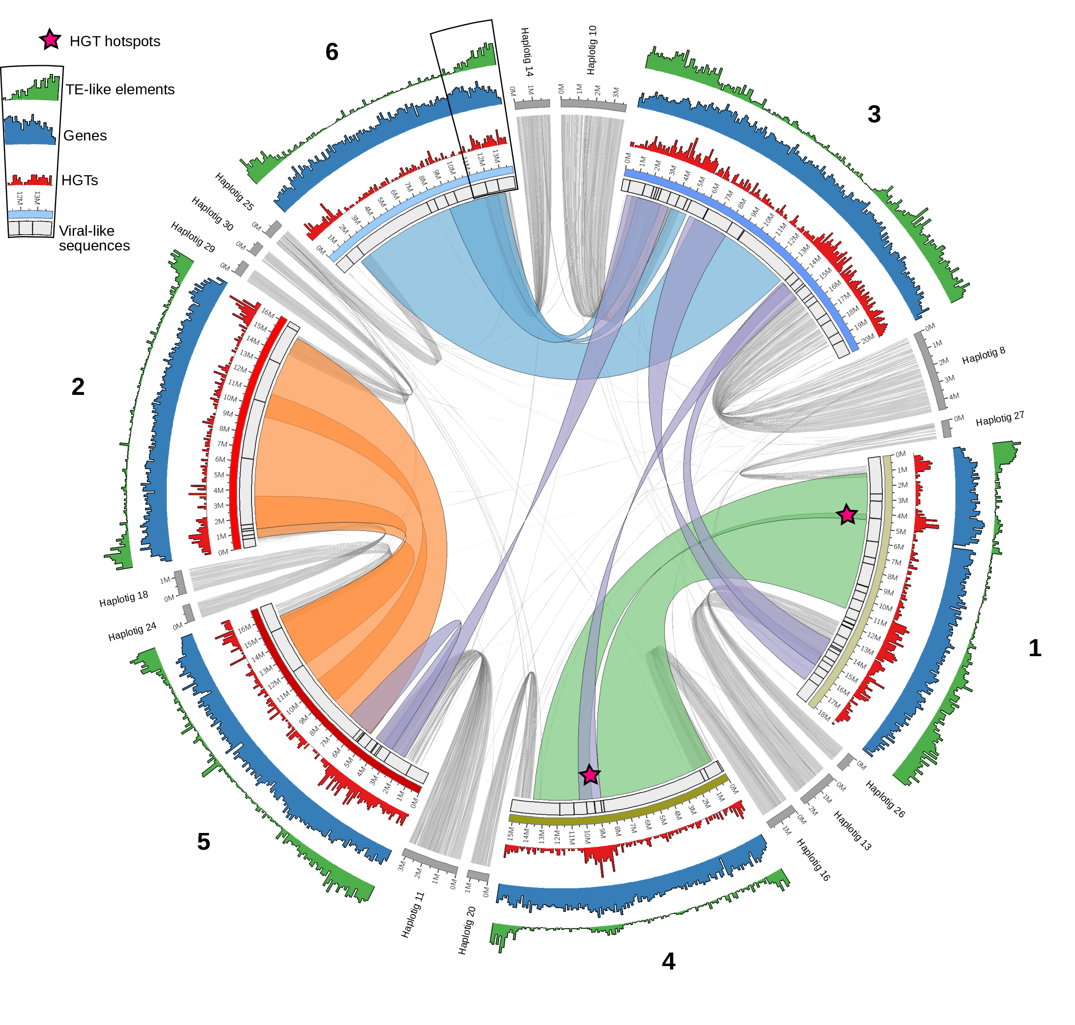 Le nouveau génome de Adineta vaga