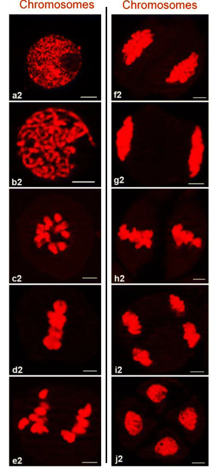 Méiose. Récupérée et adaptée à partir de Ma, G., Zhang, W., Liu, L. et al. Cloning and characterization of the homoeologous genes for the Rec8-like meiotic cohesin in polyploid wheat. BMC Plant Biol 18, 224 (2018). https://doi.org/10.1186/s12870-018-1442-y