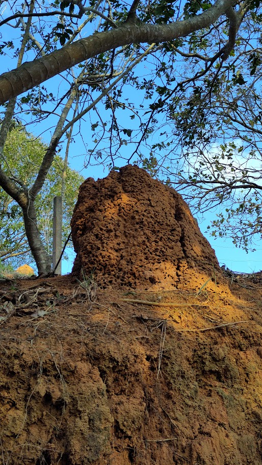 Une termitière vue de près, j'ai pris la photo quelques jours après cette randonnée
